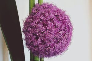 Fleur Original Et Violette Pour Un Mariage Hindou Et Une Décoration Florale.
