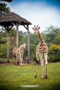 La Girafe De Notre Séance Photo Sur Le Safari.