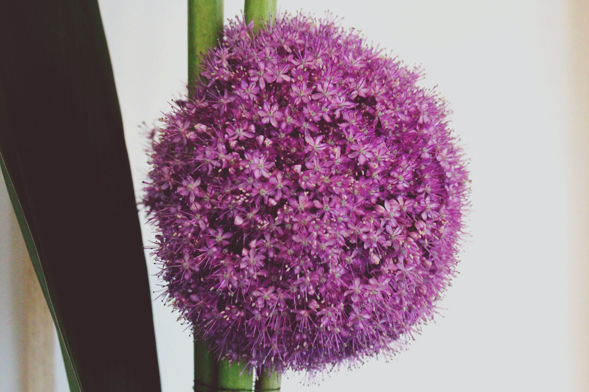 La fleur d'allium violette et pourpre pour un bouquet rond de mariage en avril.