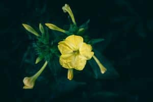 Belles de nuit fleurs roses et jaunes au crépuscule dans jardin français