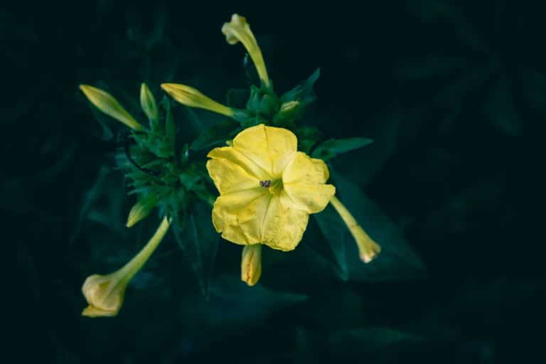 Belles de nuit fleurs roses et jaunes au crépuscule dans jardin français