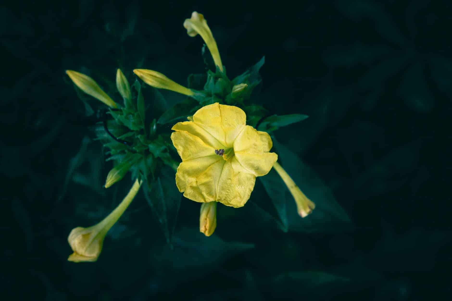 Belles de nuit fleurs roses et jaunes au crépuscule dans jardin français