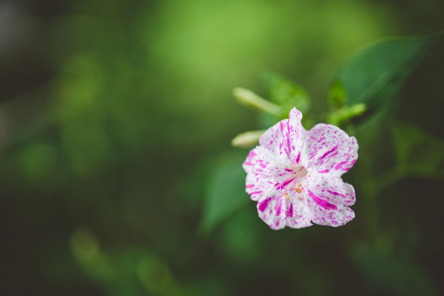 Fleur belle de nuit Mirabilis jalapa en trompette au crépuscule
