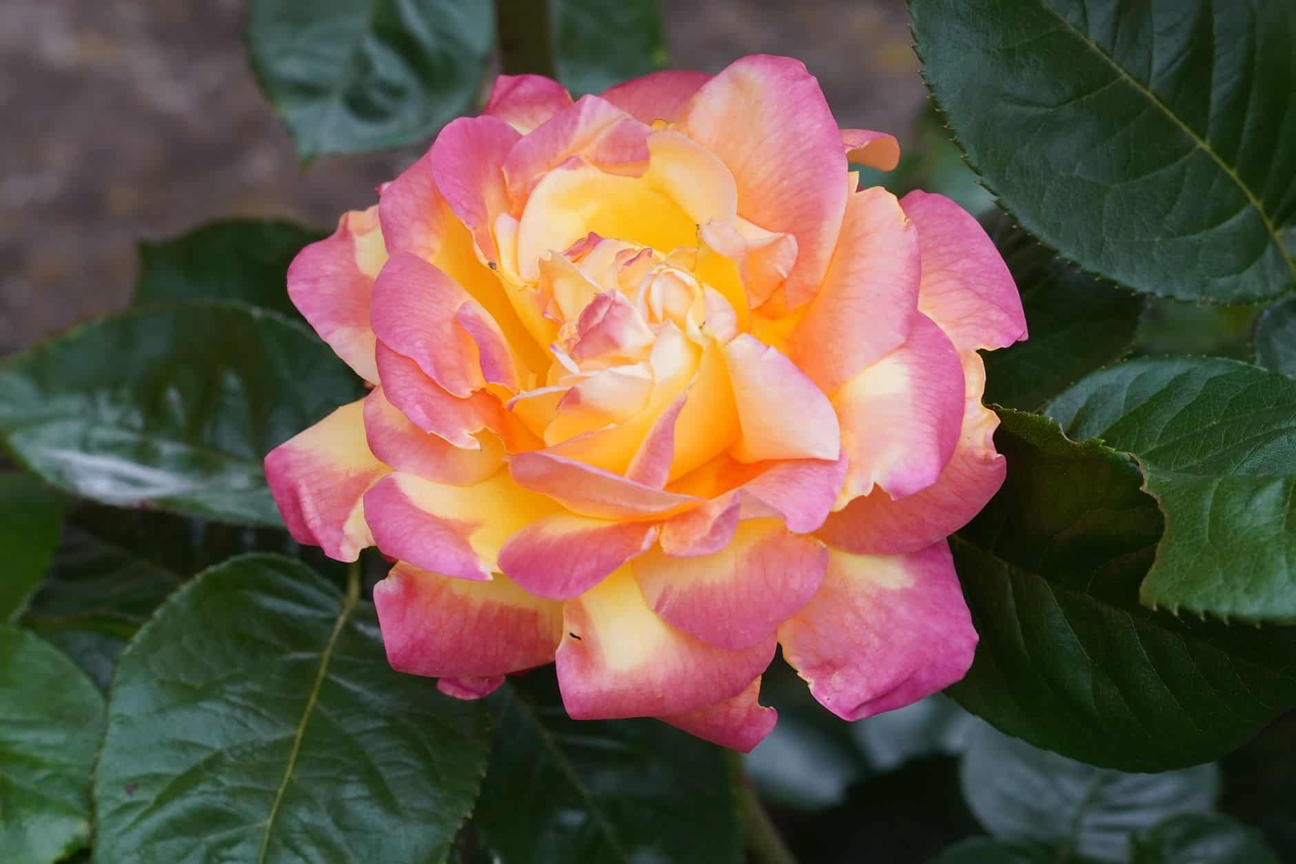 Variétés de belles de nuit rose jaune rouge et bicolore en massif