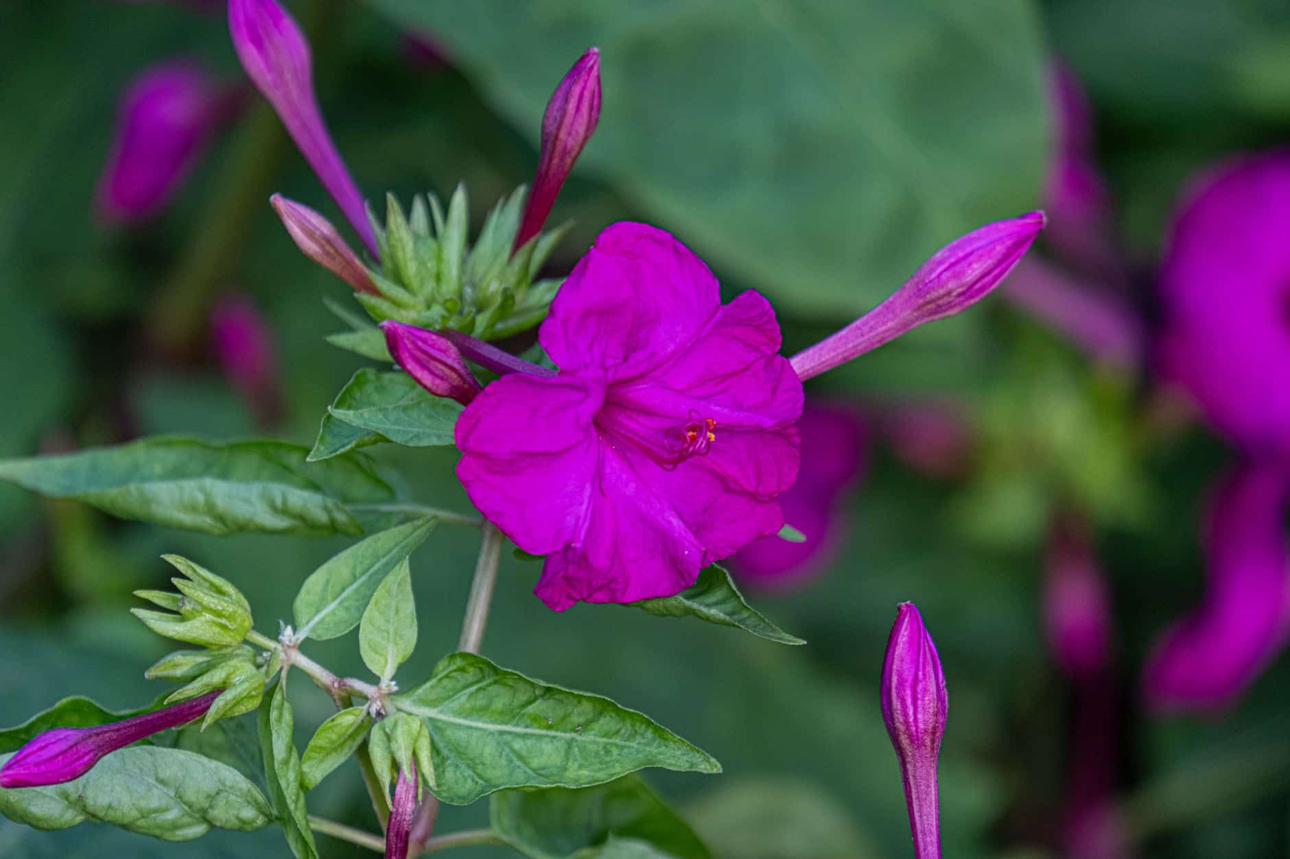 Plantation de tubercules de belles de nuit au printemps dans jardin