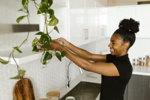 Suspendre des pots de fleurs pothos dans une cuisine moderne
