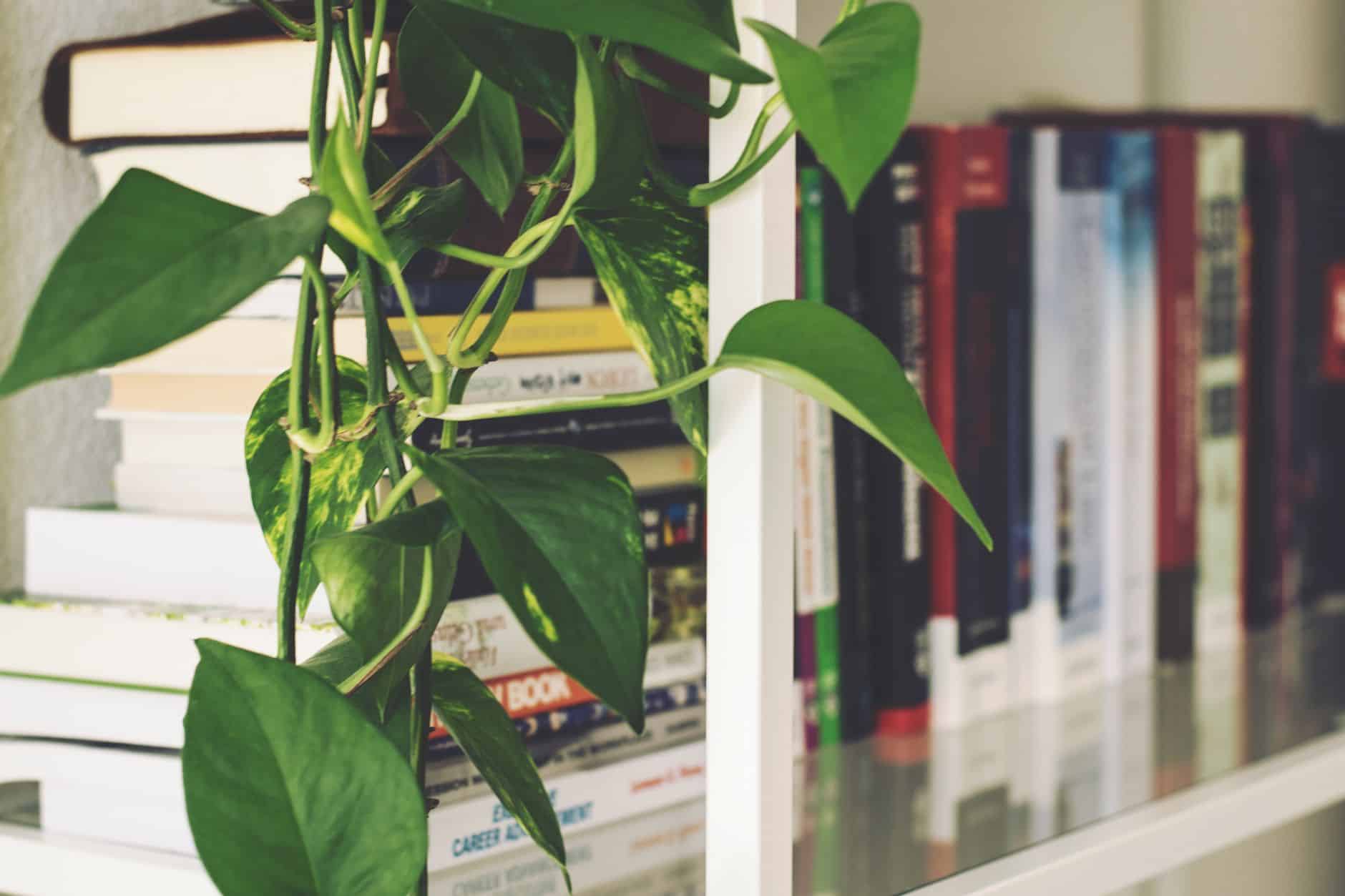 Plantes retombantes suspendues au plafond en bois d'un salon
