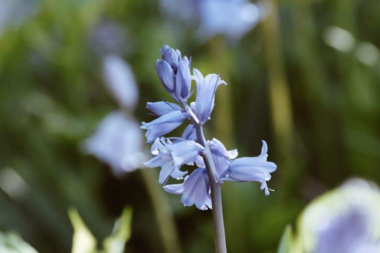 Fleurs à clochettes bleues jacinthes des bois sous-bois printemps
