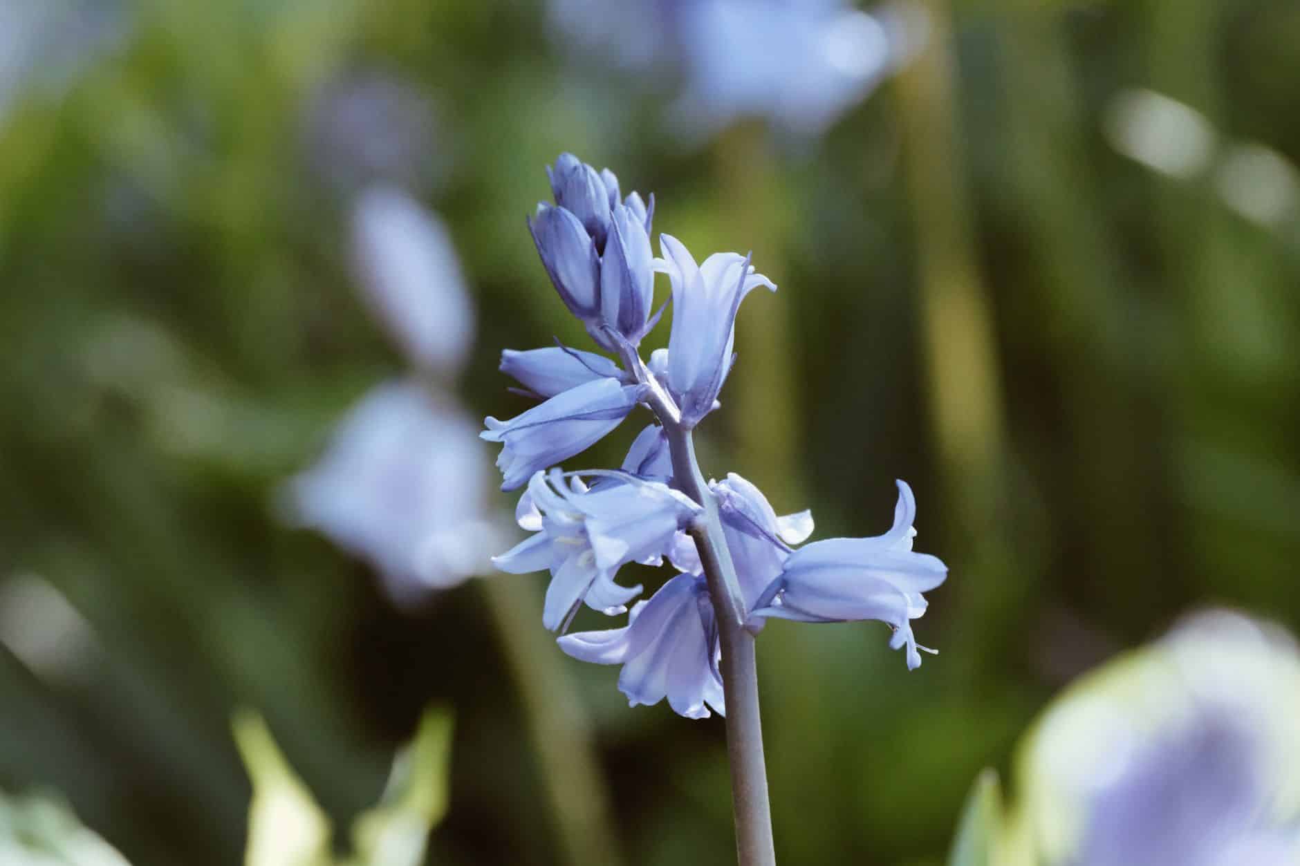 Fleurs à clochettes bleues jacinthes des bois sous-bois printemps