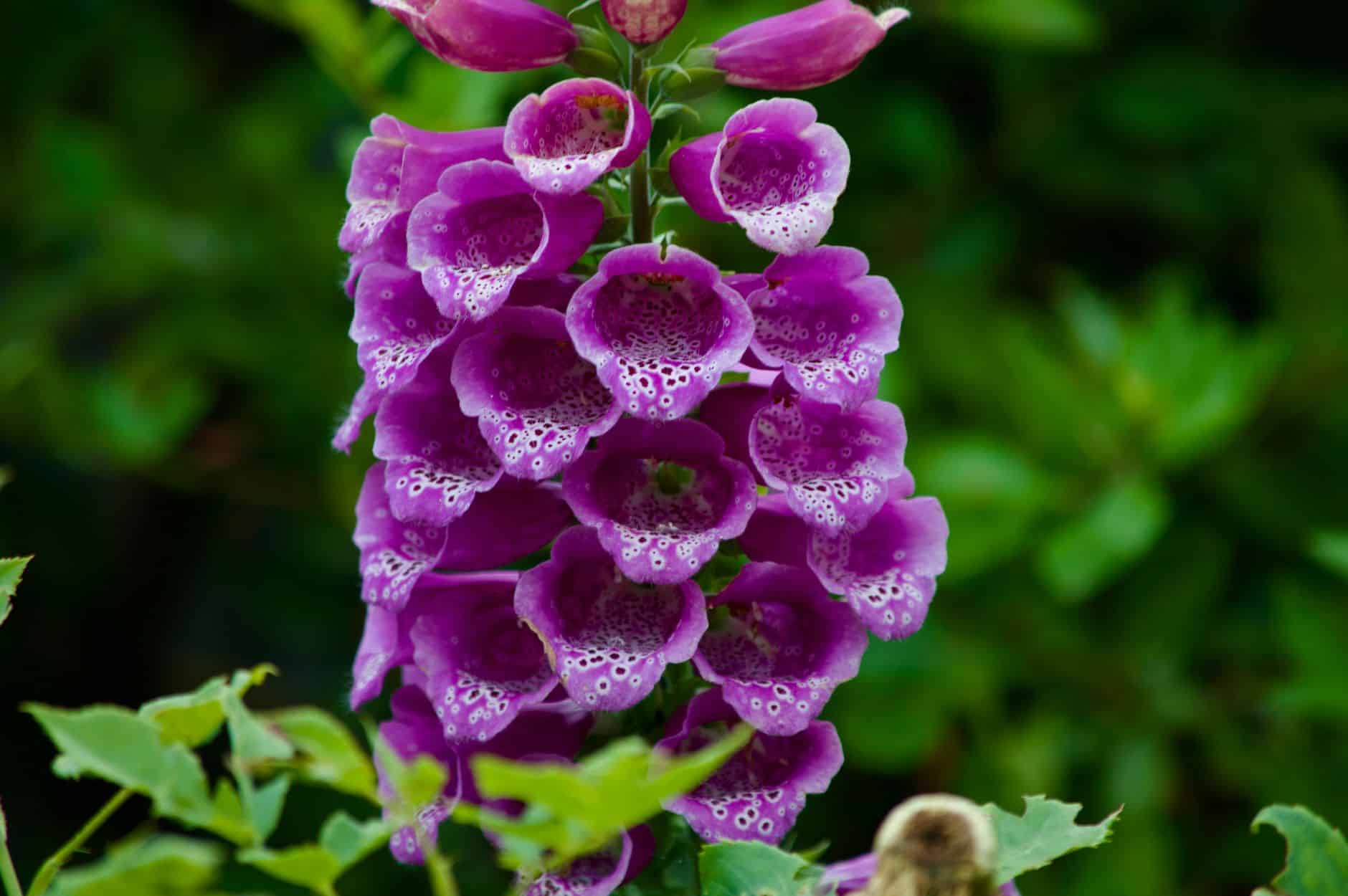 Fleurs à clochettes digitales pourpres campanules massif jardin été