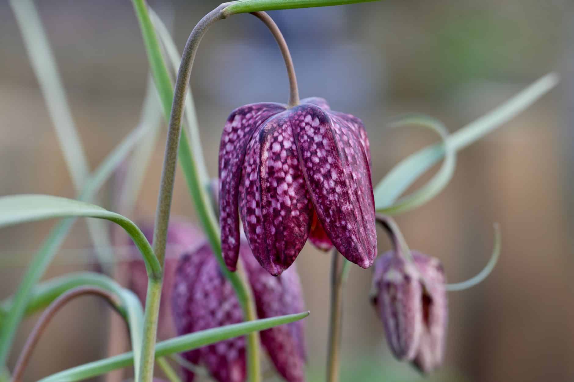 Fleur à clochettes fritillaire pintade prairie naturelle avril