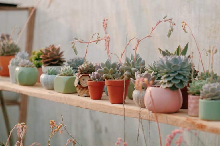 Collection de plantes d'intérieur colorées roses et vertes panachées