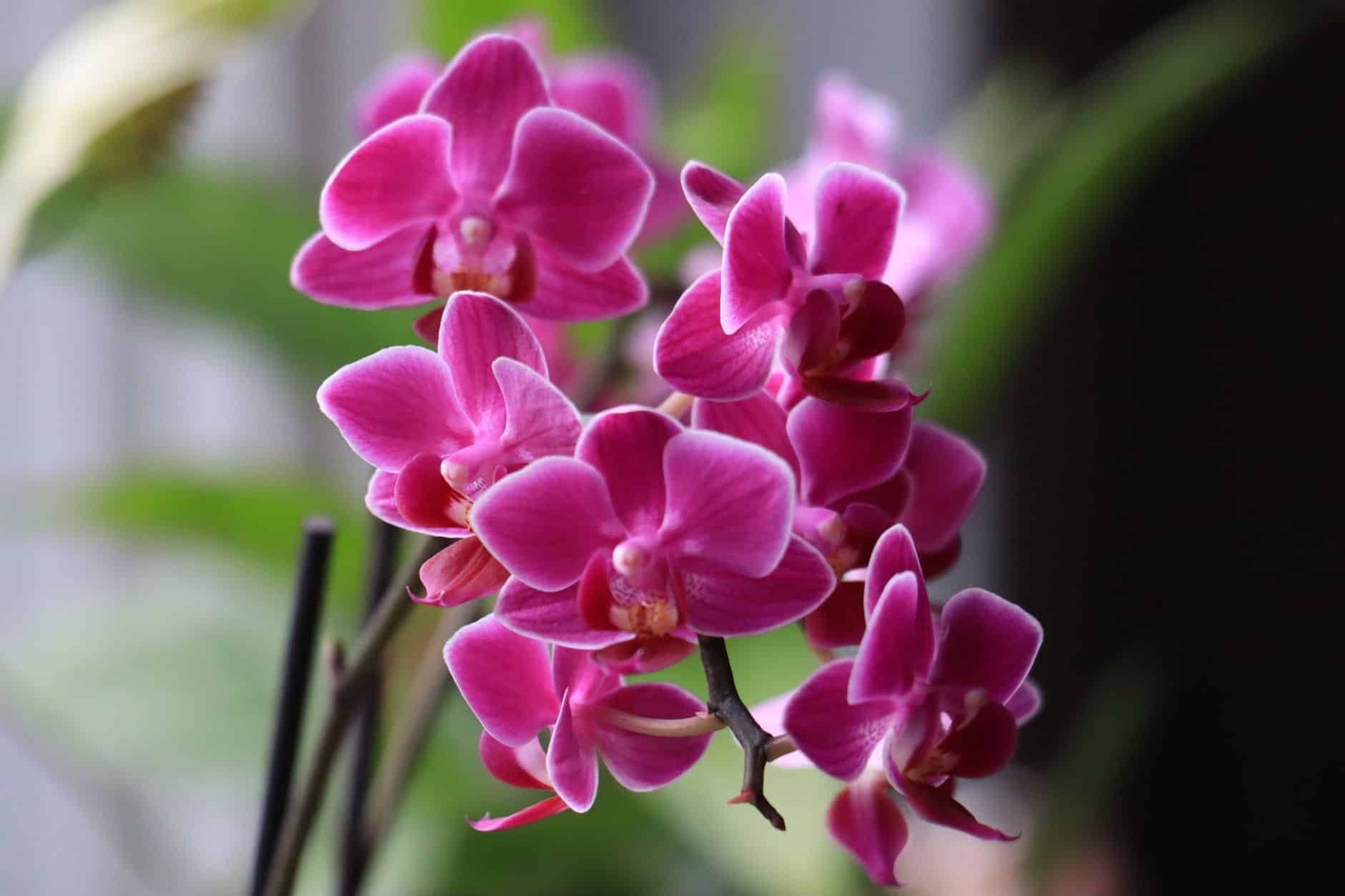 Orchidée violette et broméliacée rose plantes fleuries d'intérieur colorées