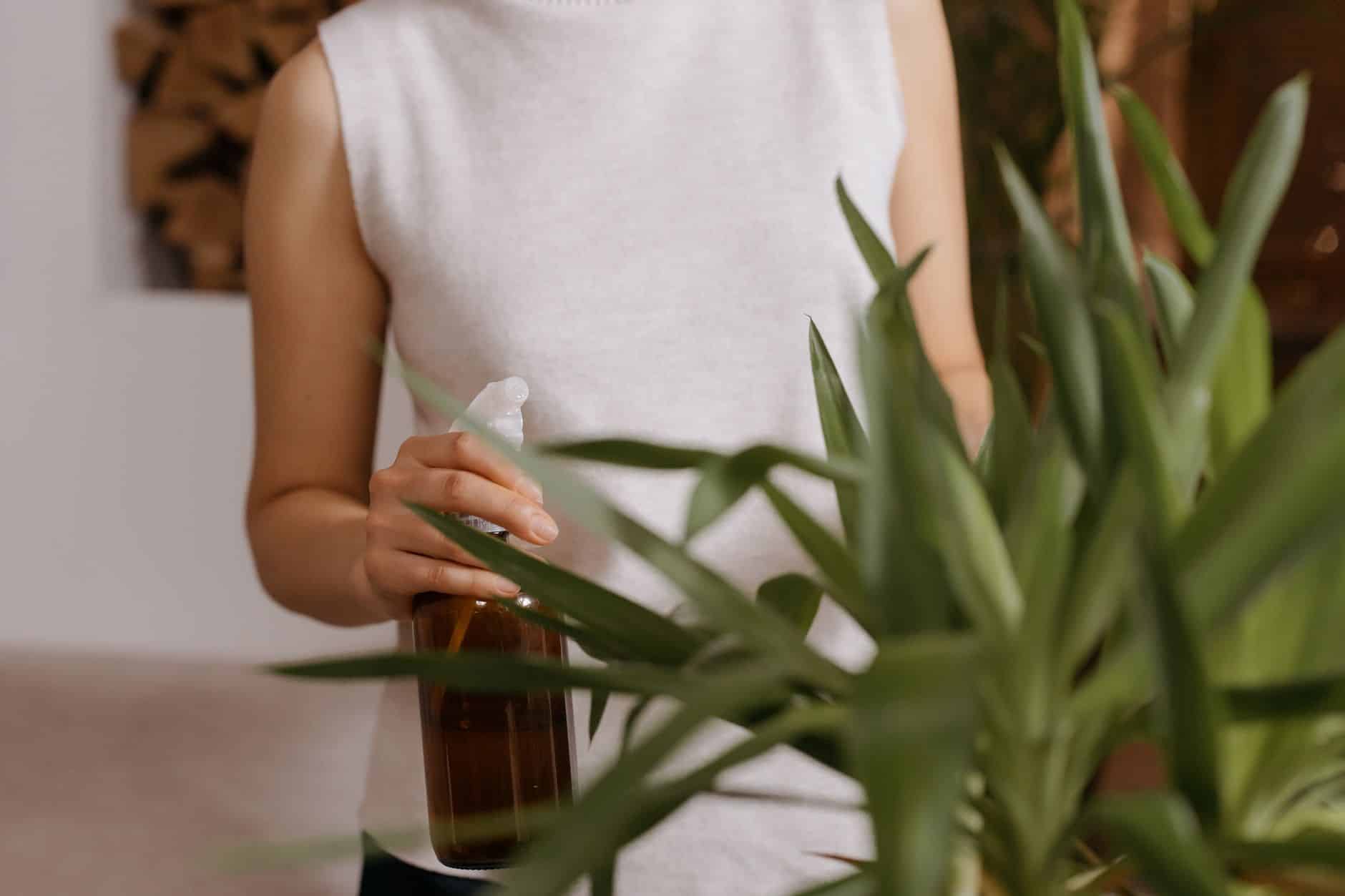 Entretien et arrosage plantes d'intérieur colorées au feuillage panaché