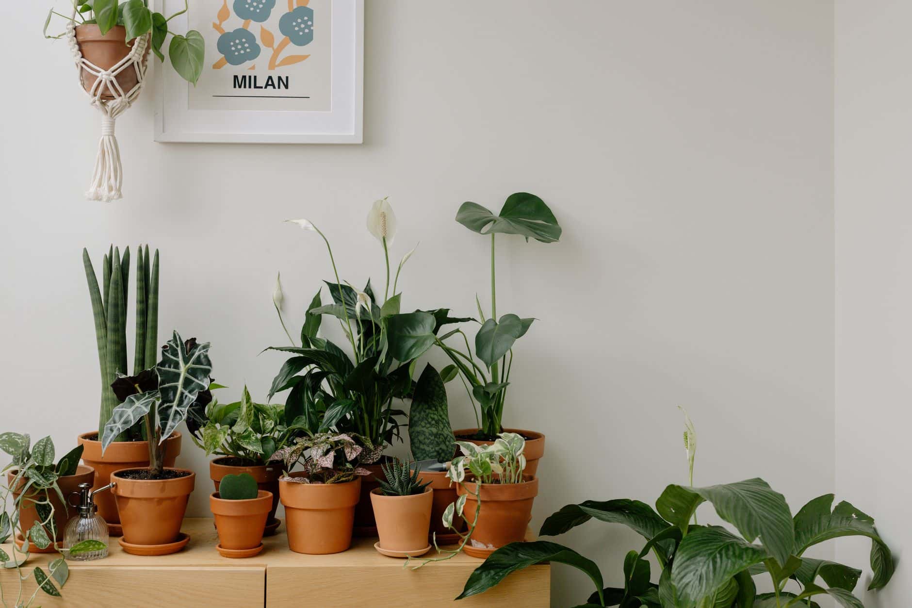 Composition décorative plantes d'intérieur colorées salon jungle urbaine