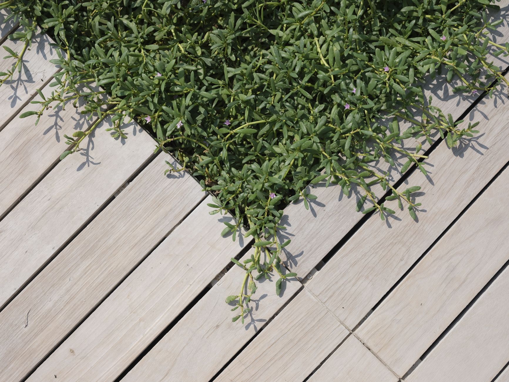 Terrasse composite posée sur lambourdes dans un jardin moderne