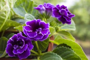 Plante fleurie d’intérieur aux fleurs violettes et au feuillage vert