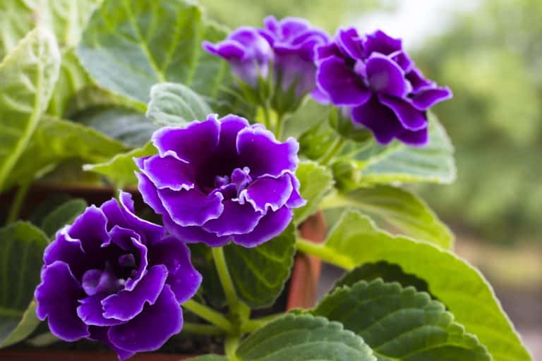 Plante fleurie d’intérieur aux fleurs violettes et au feuillage vert